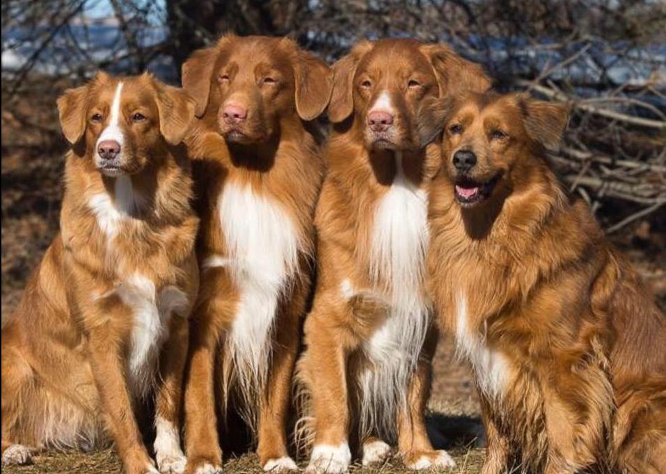 Red nova scotia sales duck tolling retriever